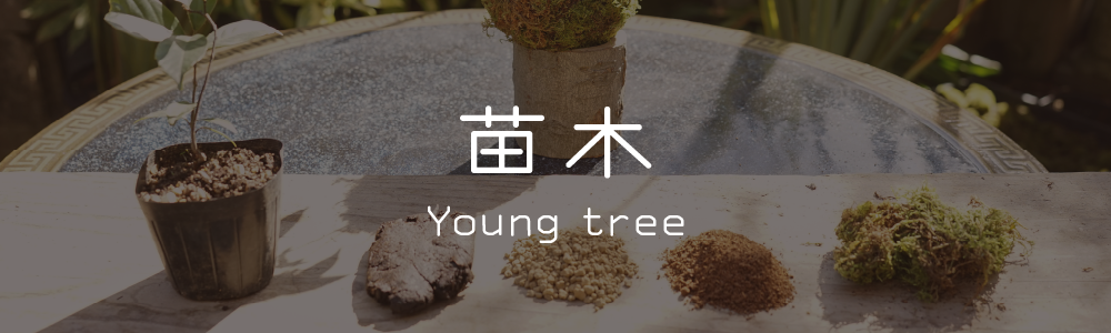 苗木