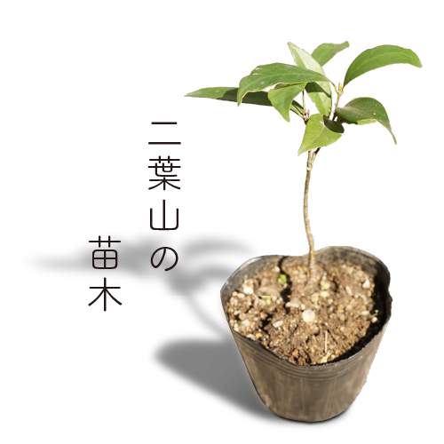二葉山の苗木